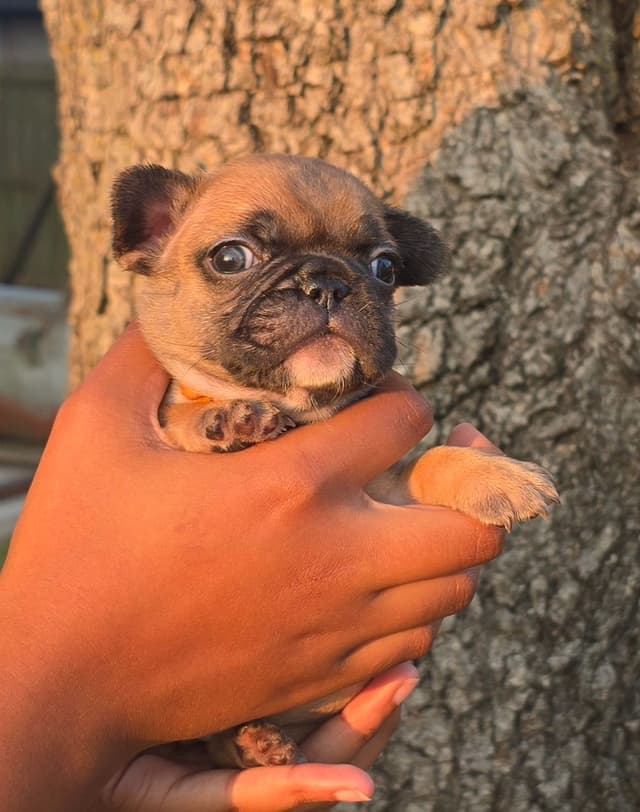French Bulldog Puppies media 16