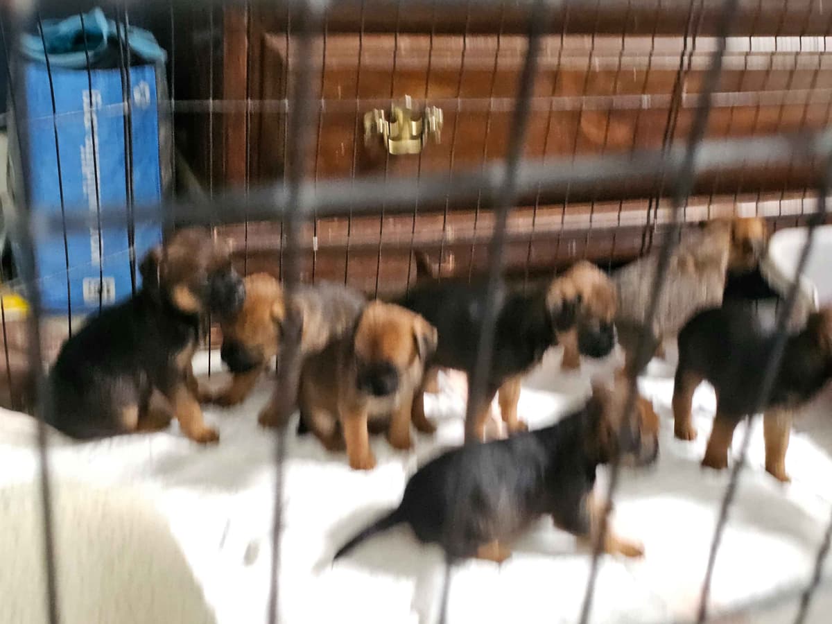 Border Terrier Puppies breeder image 3