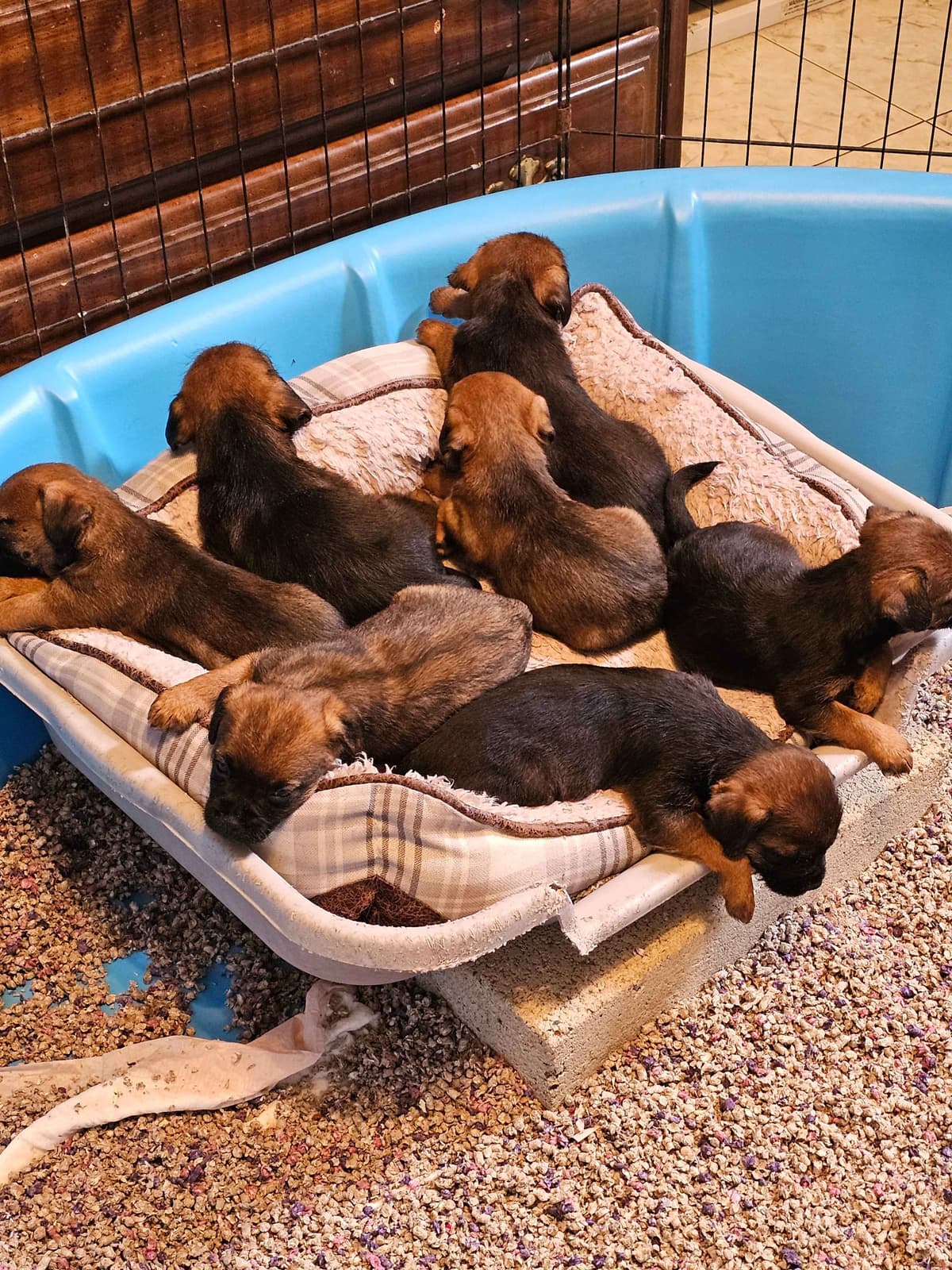Border Terrier Puppies breeder image 4