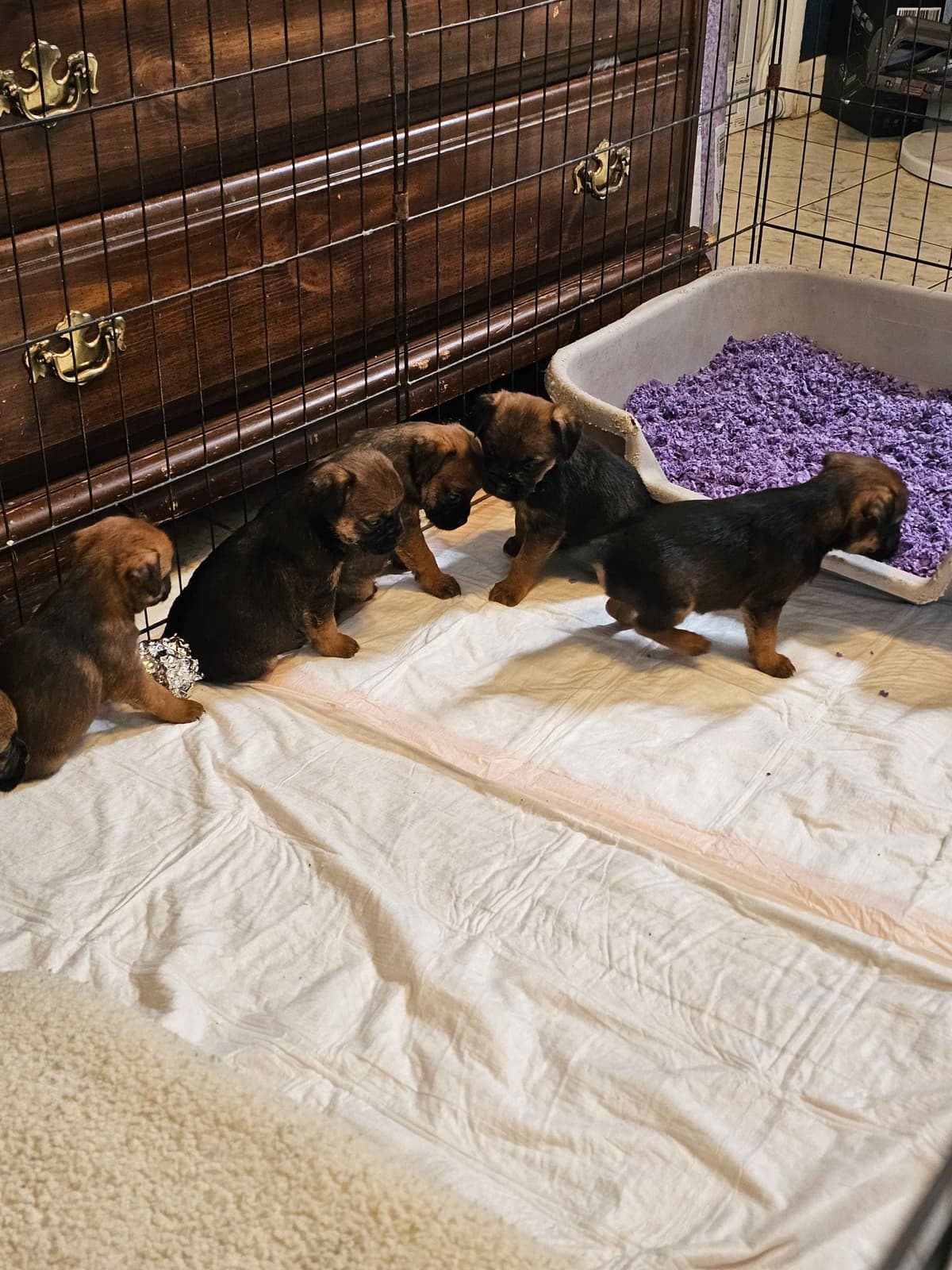 Border Terrier Puppies breeder image 6
