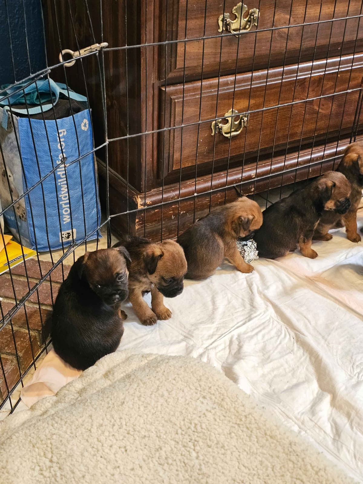 Border Terrier Puppies breeder image 5