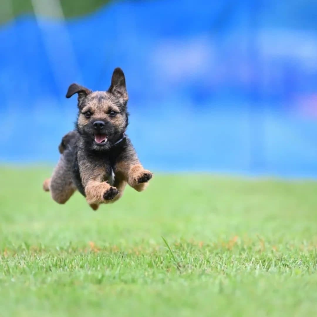 Border Terrier Puppies breeder image 1