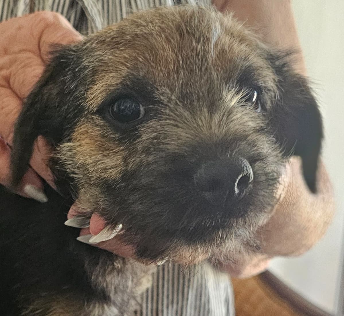 Border Terrier Puppies breeder image 7