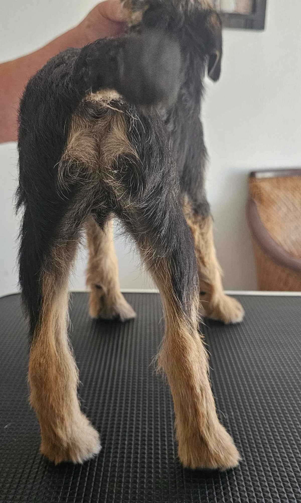 Border Terrier Puppies breeder image 8