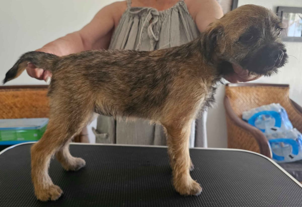 Border Terrier Puppies breeder image 9