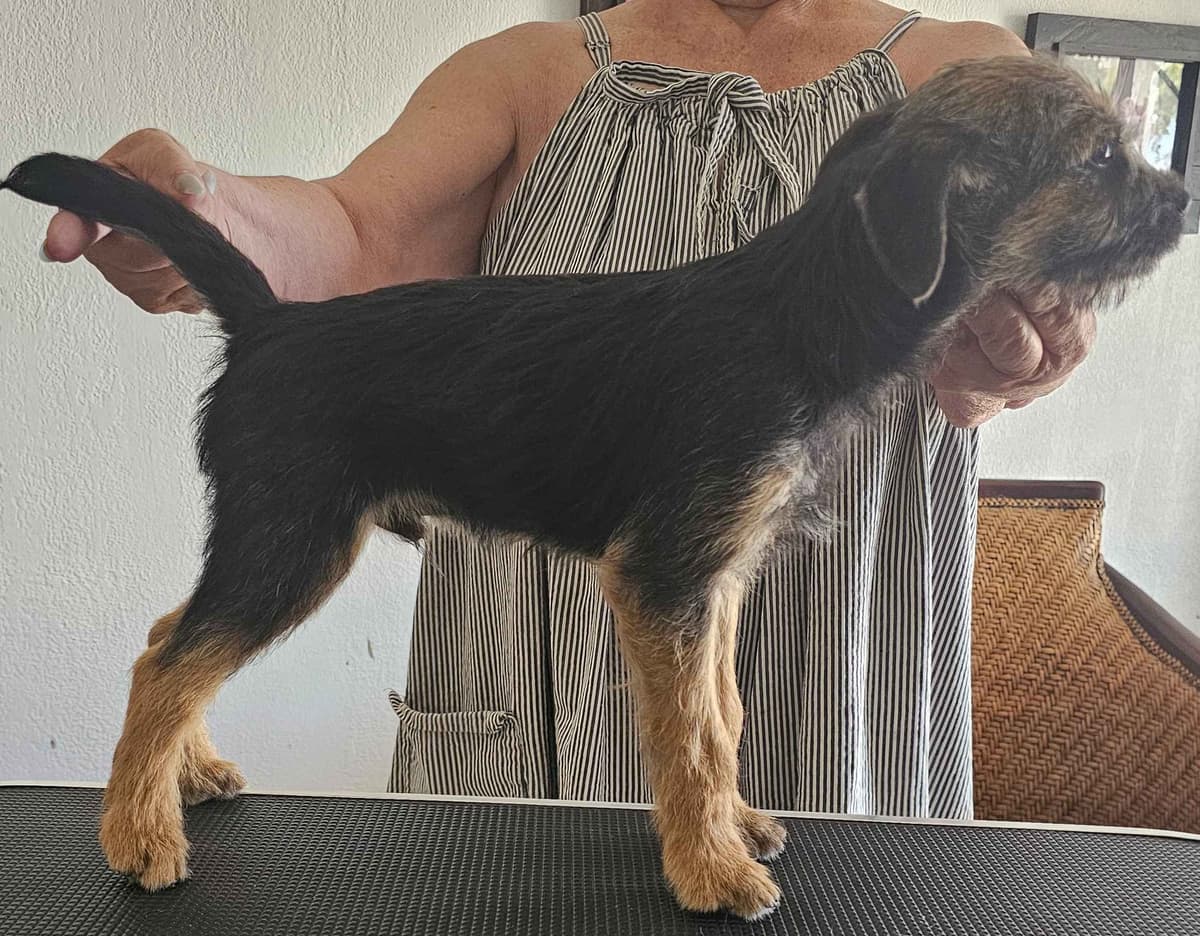 Border Terrier Puppies breeder image 11