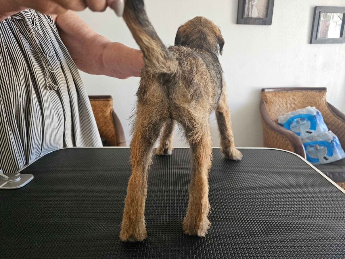 Border Terrier Puppies breeder image 10