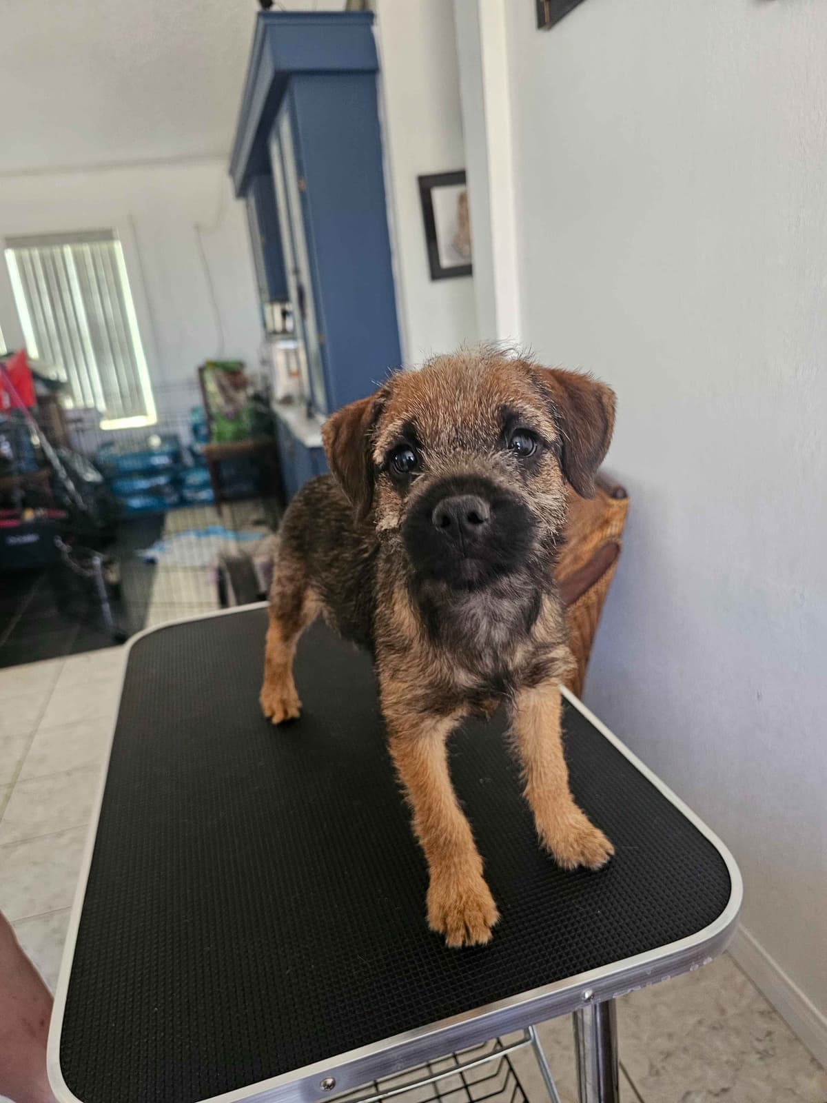 Border Terrier Puppies breeder image 13