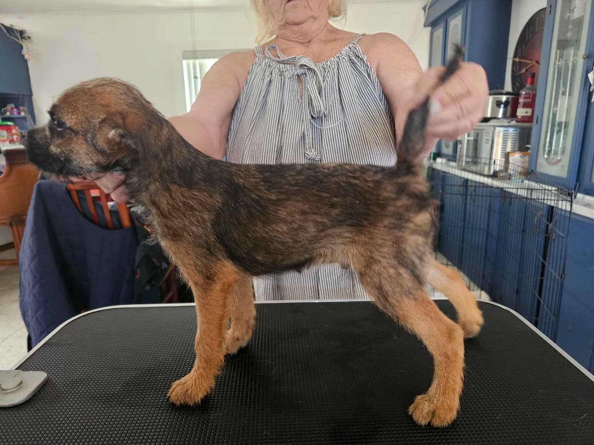 Border Terrier Puppies breeder image 12