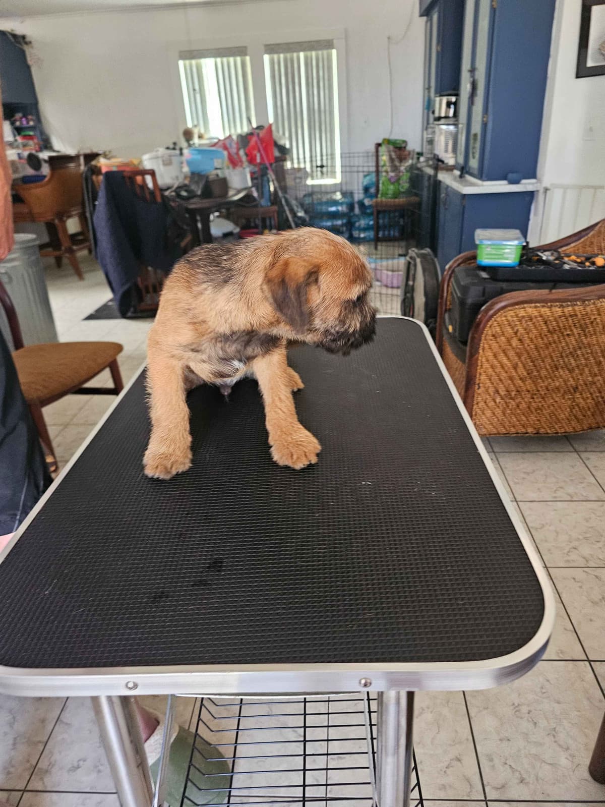 Border Terrier Puppies breeder image 14