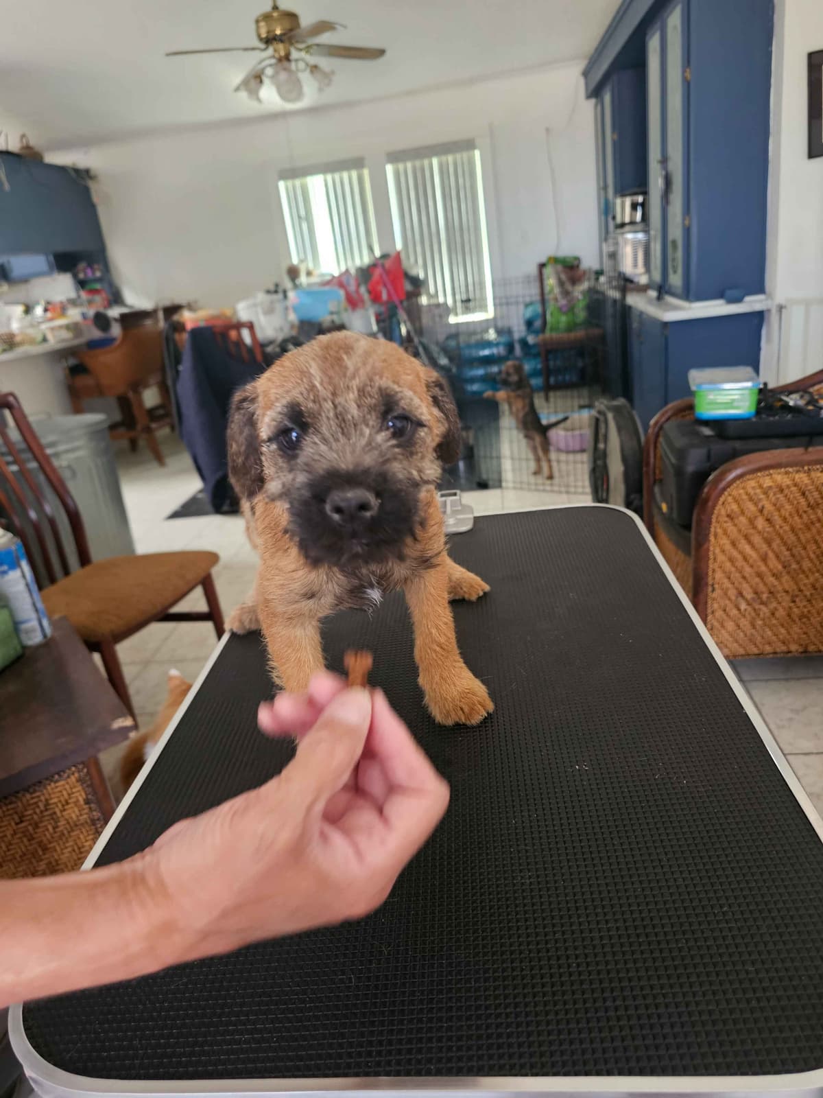 Border Terrier Puppies breeder image 15
