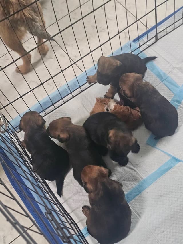 Border Terrier Puppies media 2
