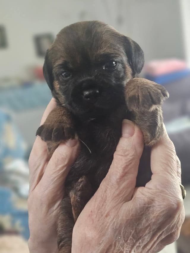 Border Terrier Puppies media 3