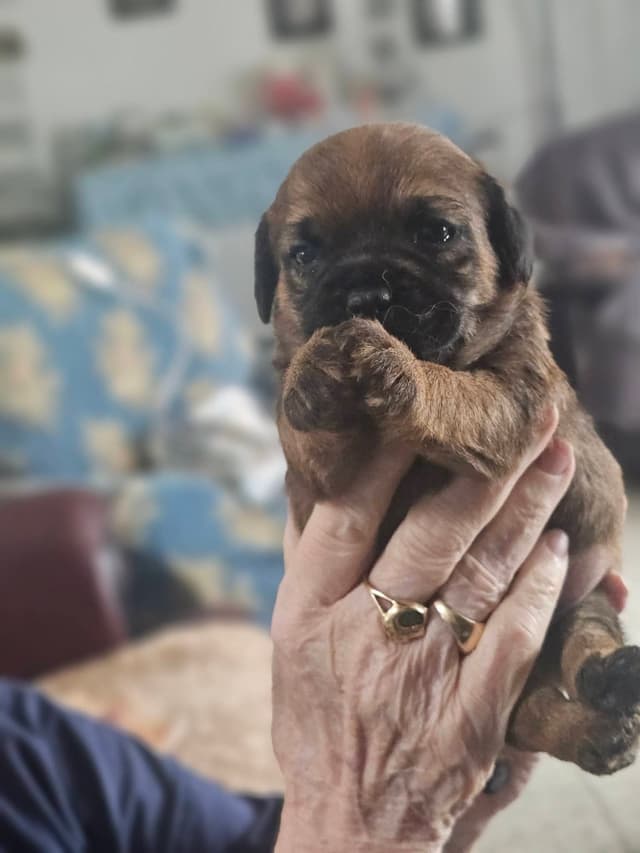 Border Terrier Puppies media 5