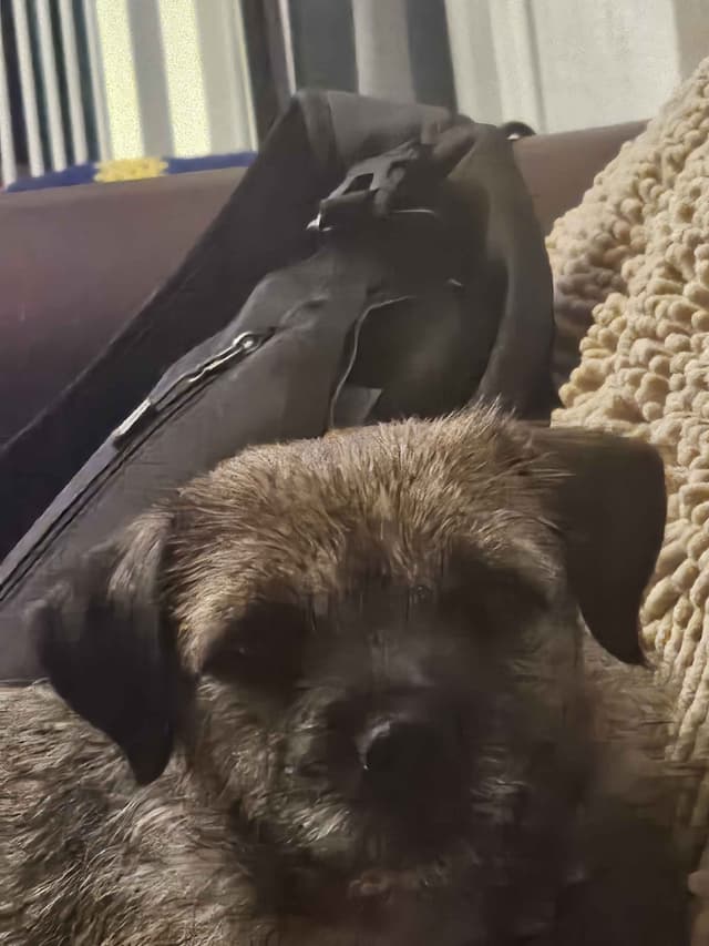 Border Terrier Puppies media 6
