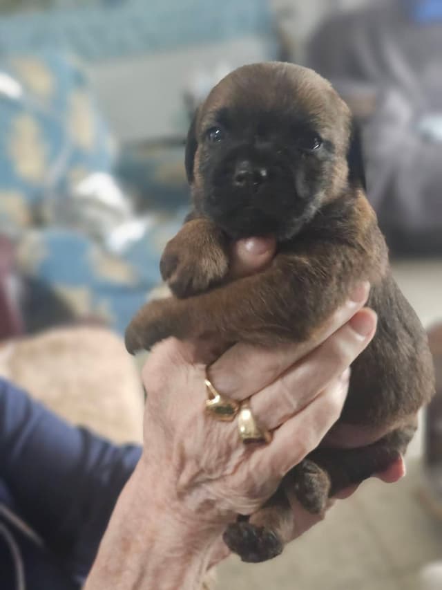 Border Terrier Puppies media 7