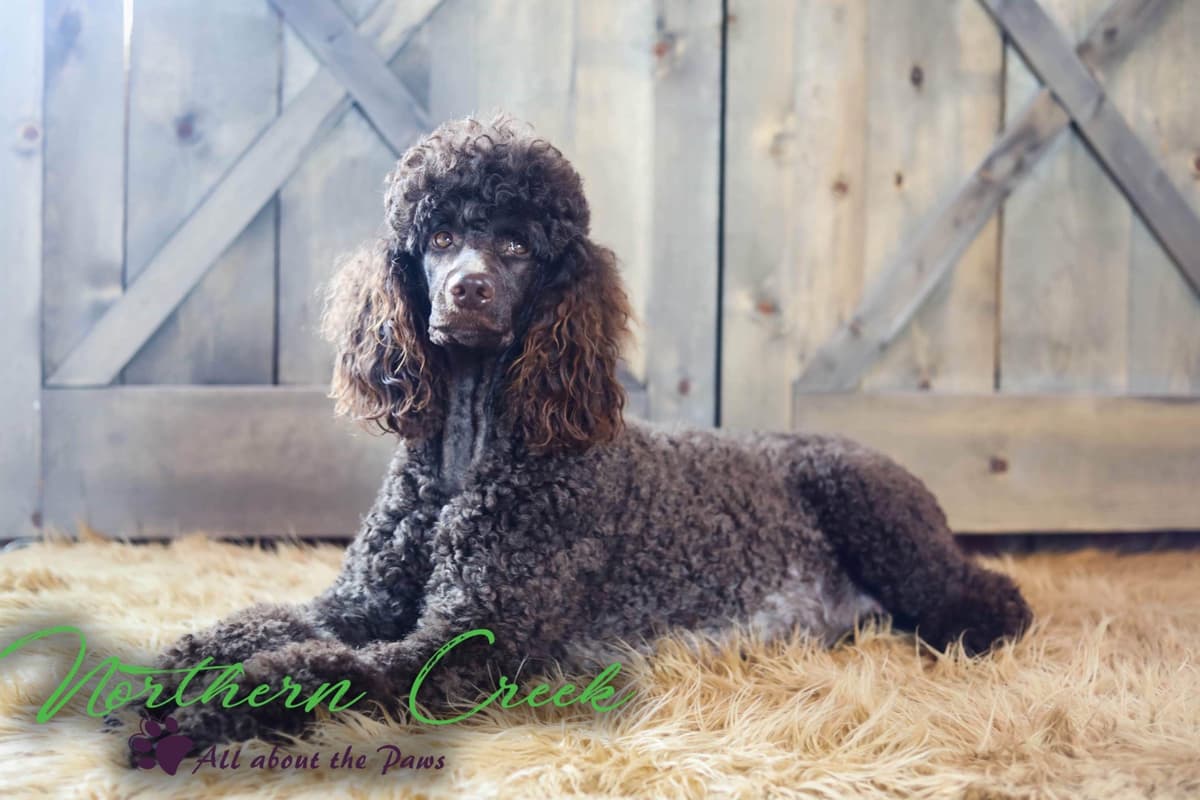 Parti Poodle Puppies breeder image 4