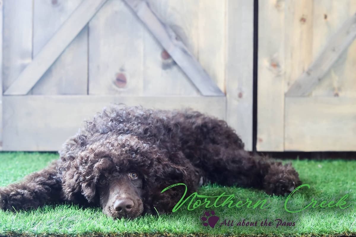 Parti Poodle Puppies breeder image 5
