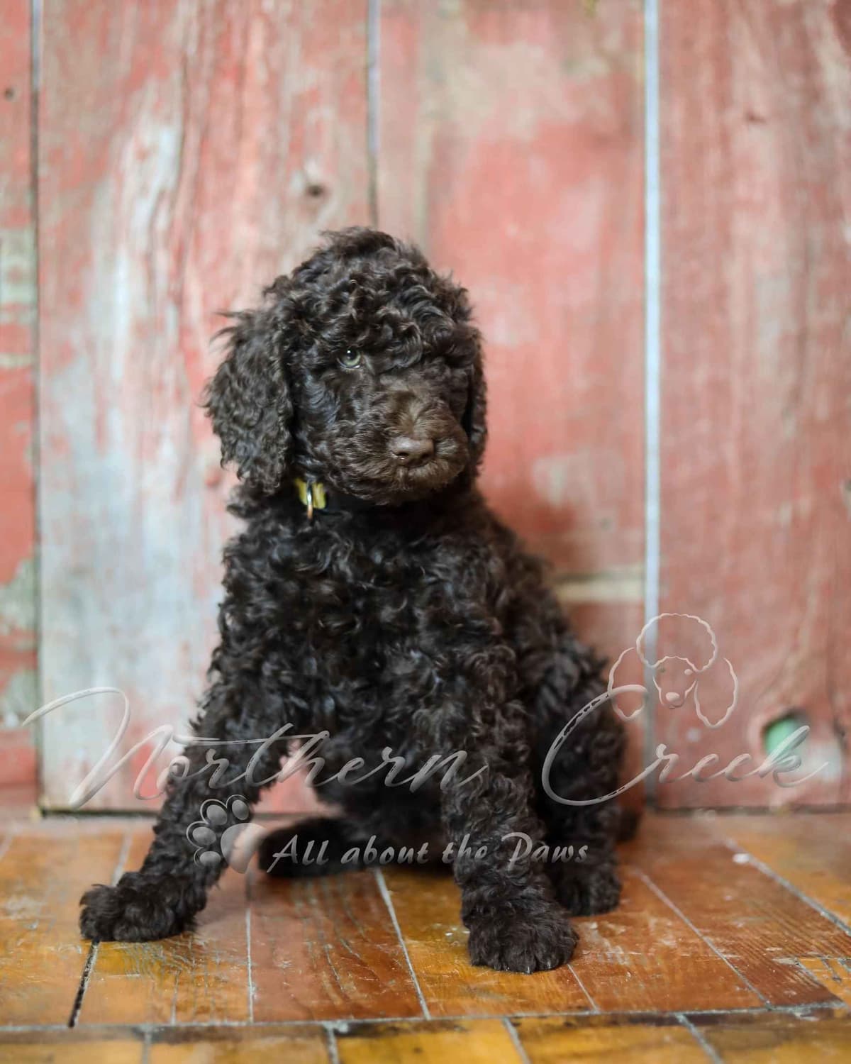 Parti Poodle Puppies breeder image 6