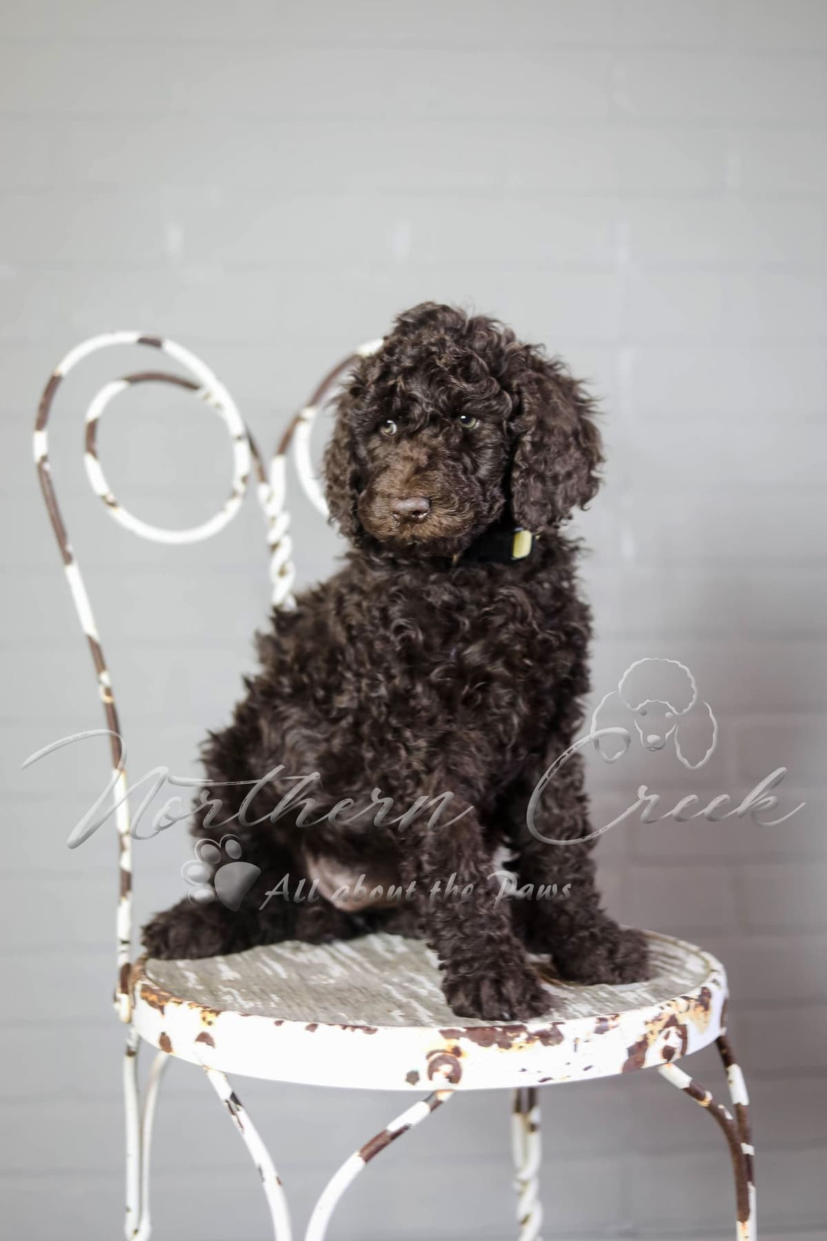 Parti Poodle Puppies breeder image 8