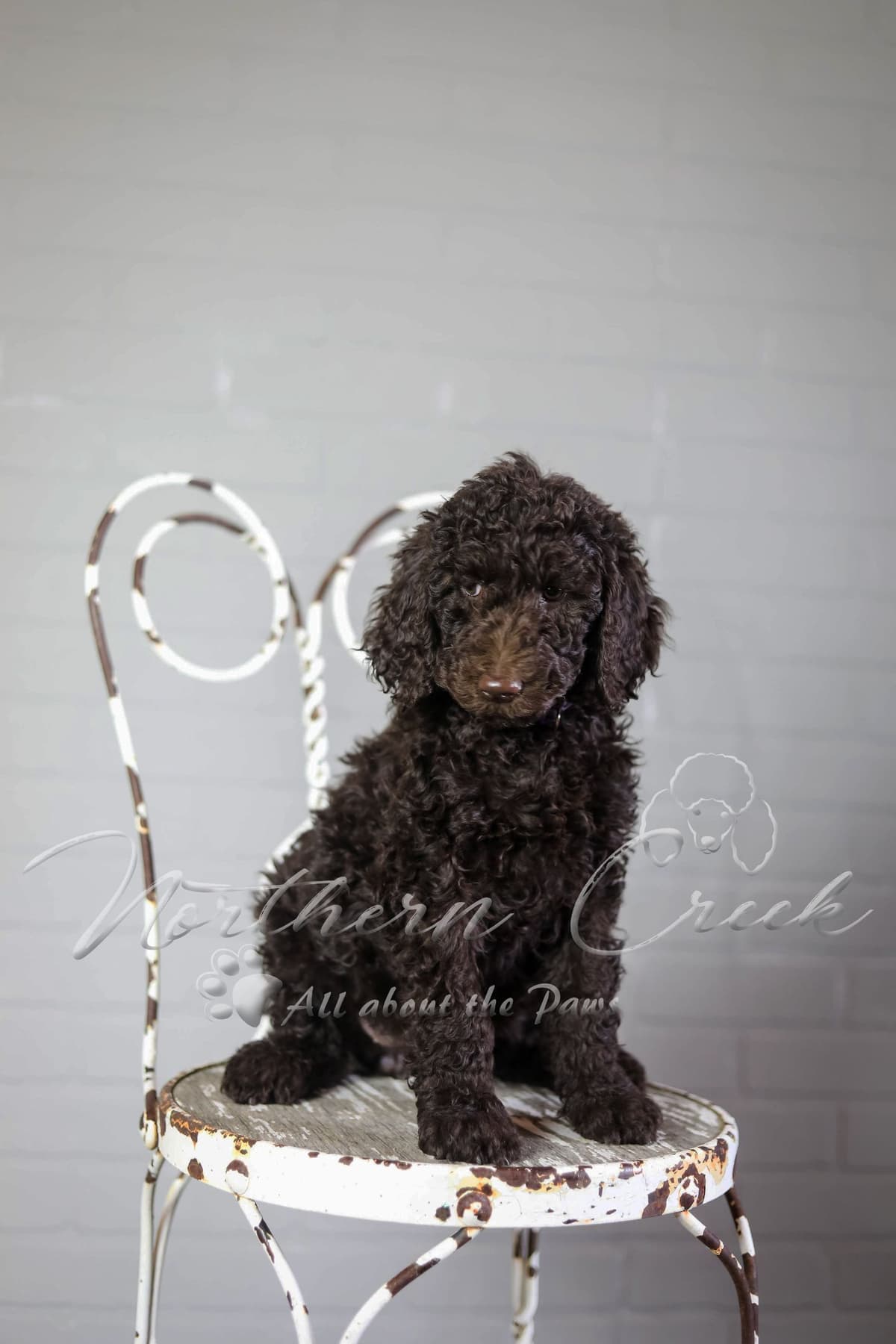 Parti Poodle Puppies breeder image 7