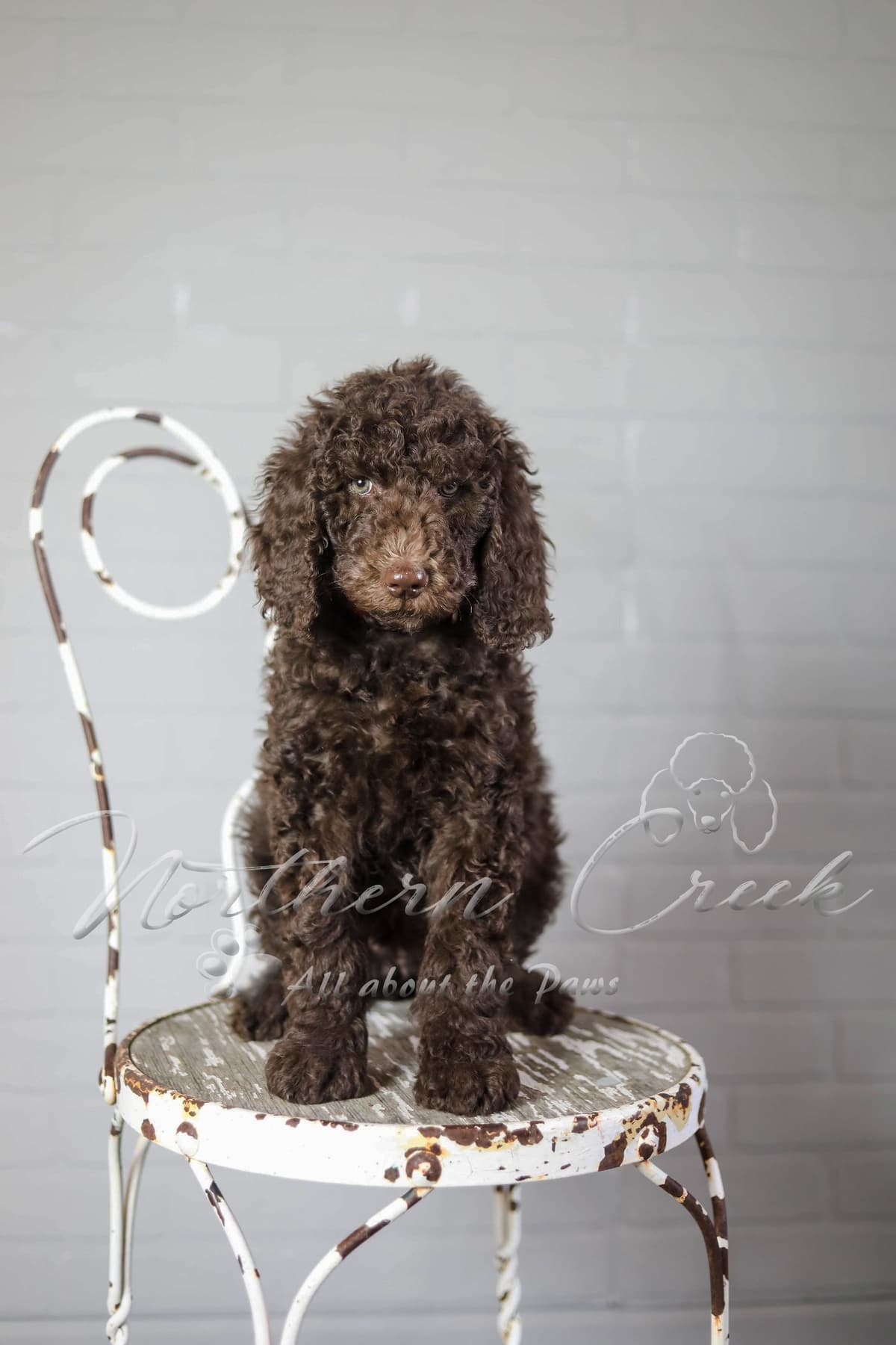 Parti Poodle Puppies breeder image 9