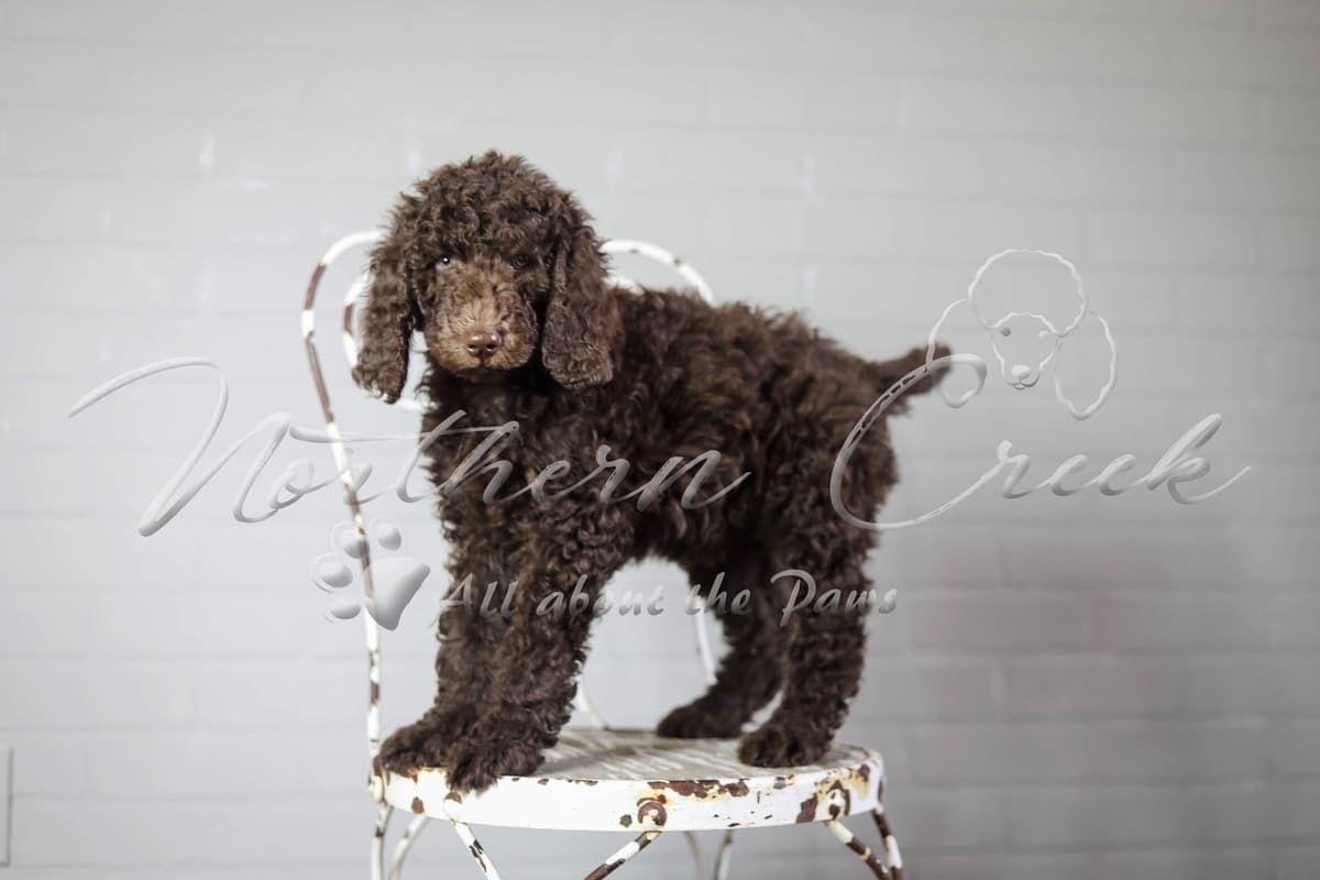 Parti Poodle Puppies breeder image 10