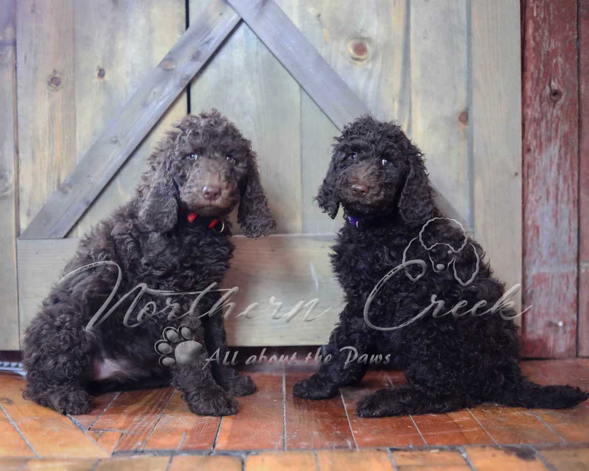 Parti Poodle Puppies breeder image 11