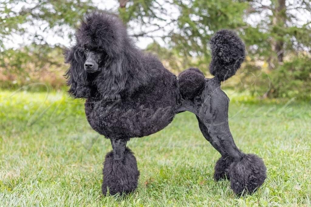 Parti Poodle Puppies breeder image 13