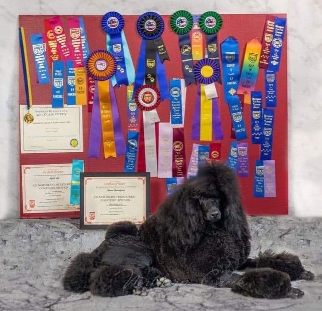 Parti Poodle Puppies breeder image 14