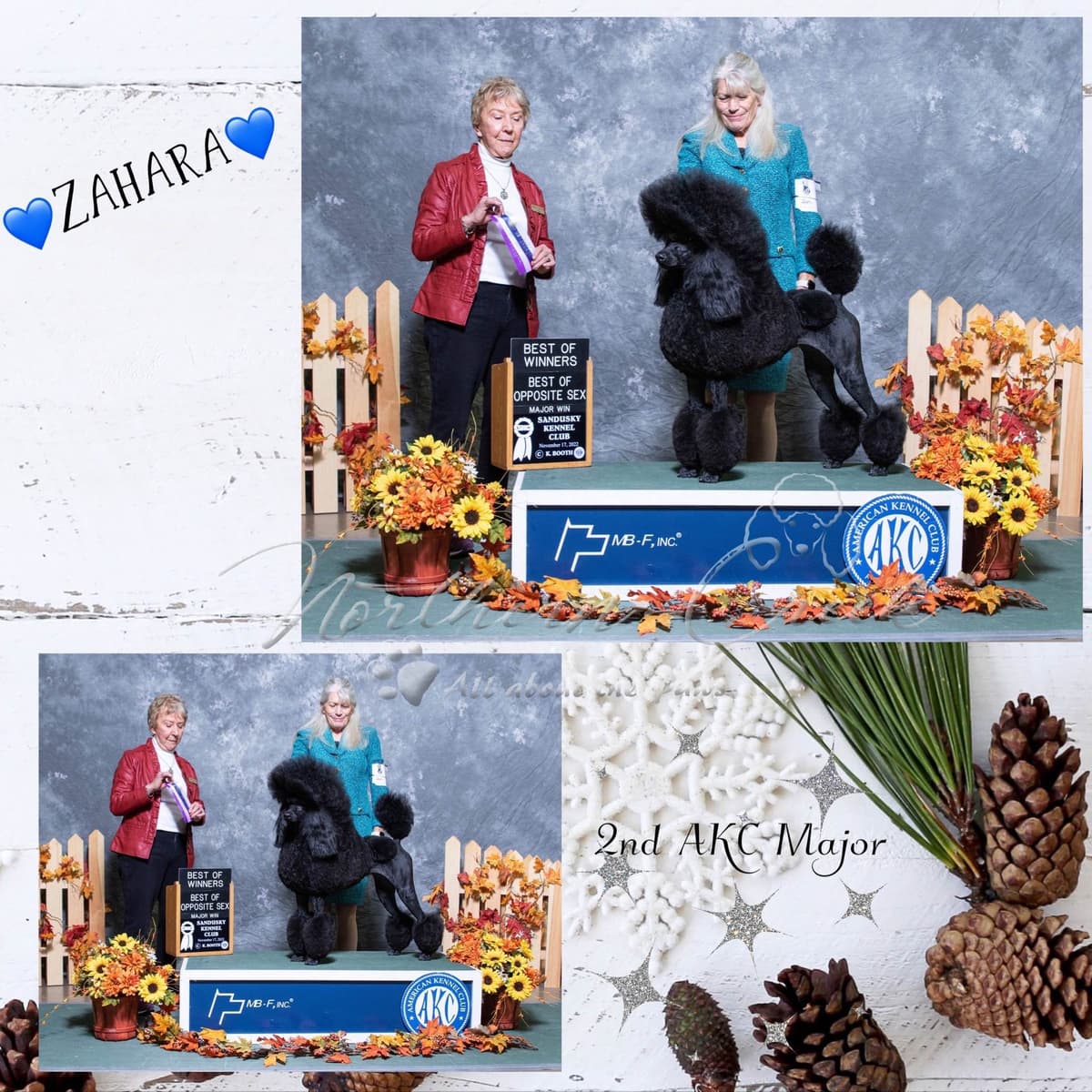 Parti Poodle Puppies breeder image 15