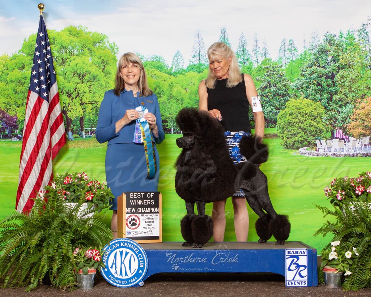 Parti Poodle Puppies breeder image 1