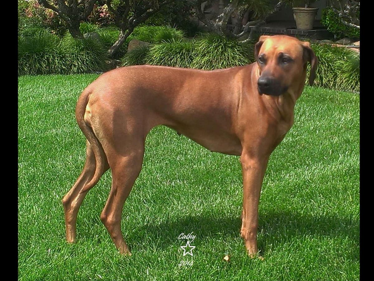 Rhodesian Ridgeback Puppies breeder image 19