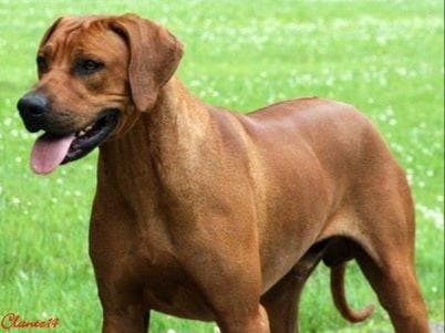 Rhodesian Ridgeback Puppies breeder image 1