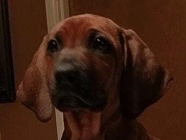 Rhodesian Ridgeback Puppies breeder image 21