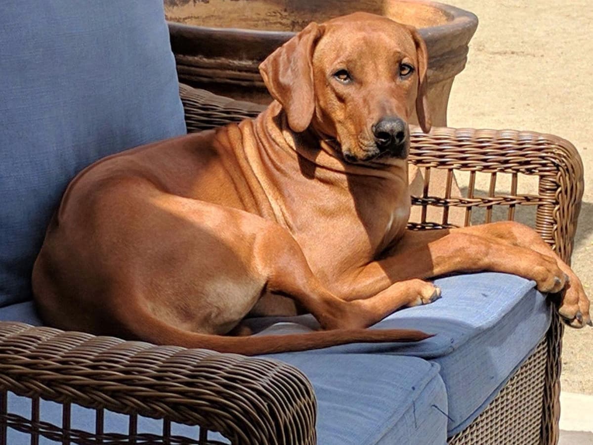 Rhodesian Ridgeback Puppies breeder image 22