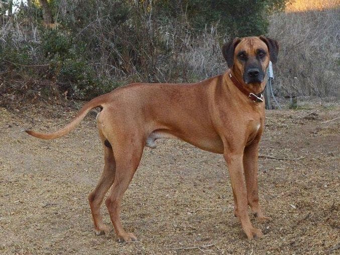 Rhodesian Ridgeback Puppies breeder image 18