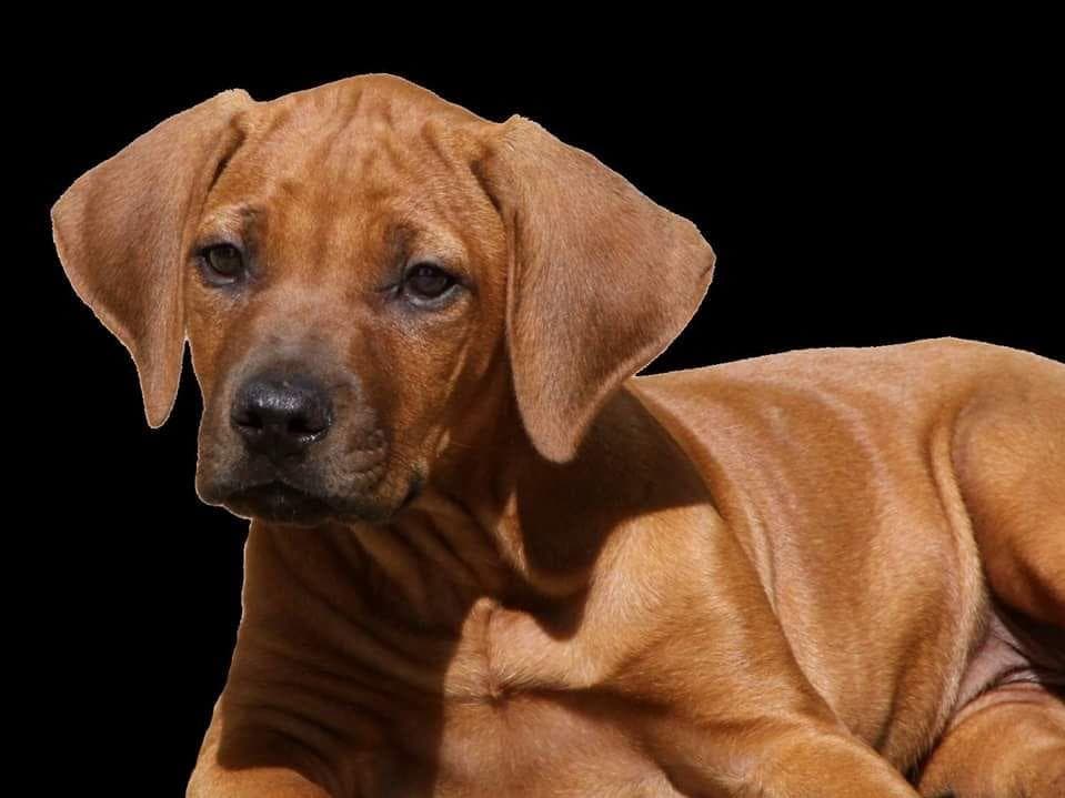 Rhodesian Ridgeback Puppies breeder image 17