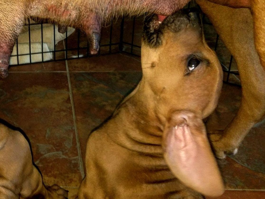 Rhodesian Ridgeback Puppies breeder image 16