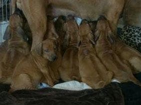 Rhodesian Ridgeback Puppies breeder image 13