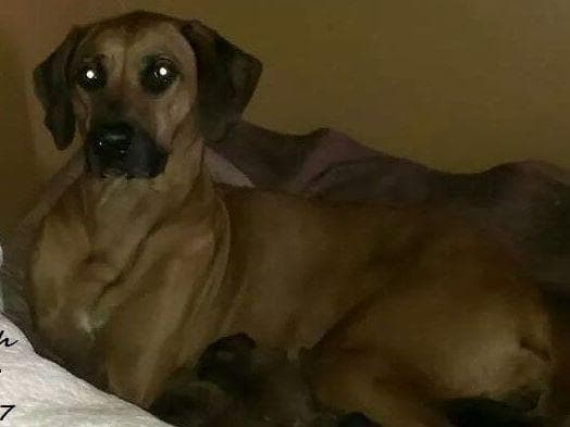 Rhodesian Ridgeback Puppies breeder image 15