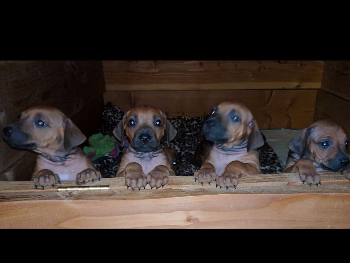 Rhodesian Ridgeback Puppies breeder image 12