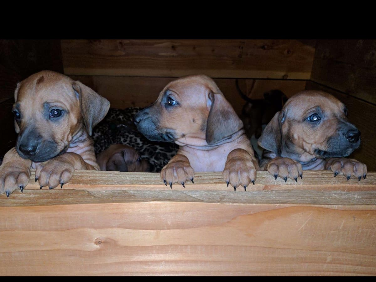 Rhodesian Ridgeback Puppies breeder image 8