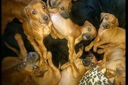 Rhodesian Ridgeback Puppies breeder image 11