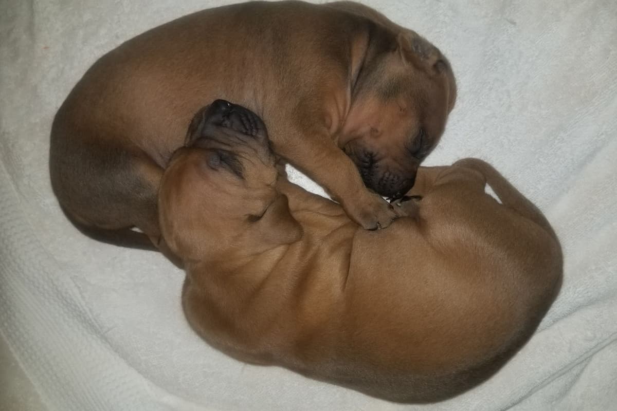 Rhodesian Ridgeback Puppies breeder image 10