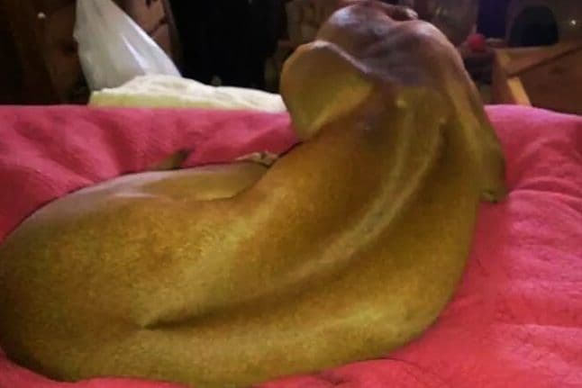 Rhodesian Ridgeback Puppies breeder image 9