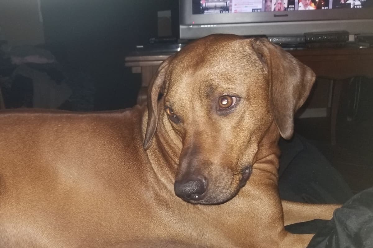 Rhodesian Ridgeback Puppies breeder image 7