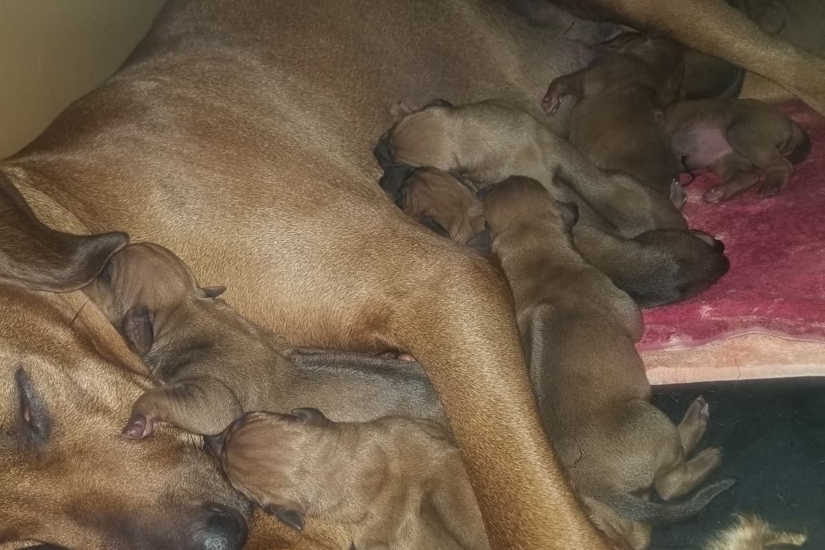 Rhodesian Ridgeback Puppies breeder image 3