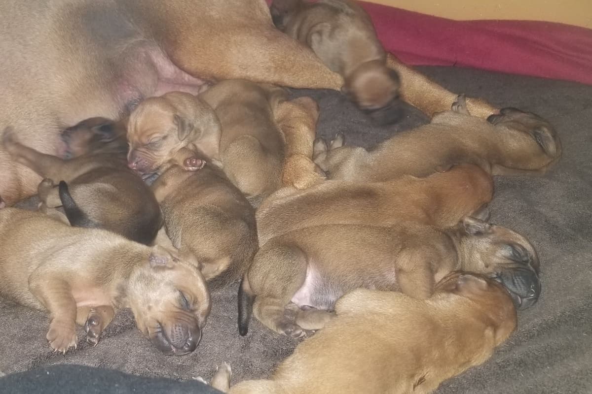 Rhodesian Ridgeback Puppies breeder image 6