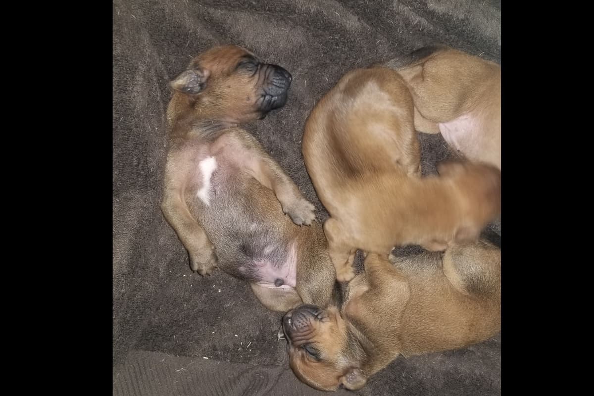 Rhodesian Ridgeback Puppies breeder image 5